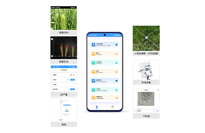 怀柔区小麦表型检测仪IN-XM04
